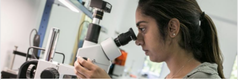 person looking into microscope