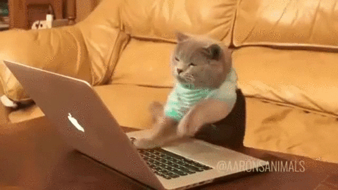 cat in clothes on a computer